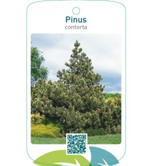 Pinus contorta