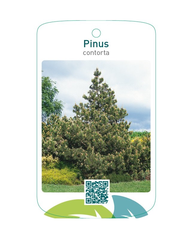 Pinus contorta