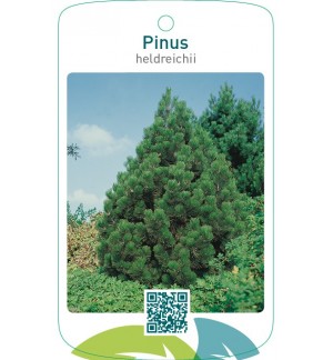 Pinus heldreichii