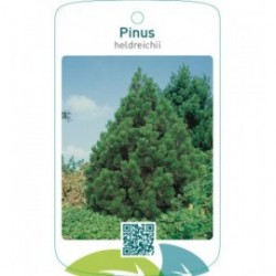 Pinus heldreichii