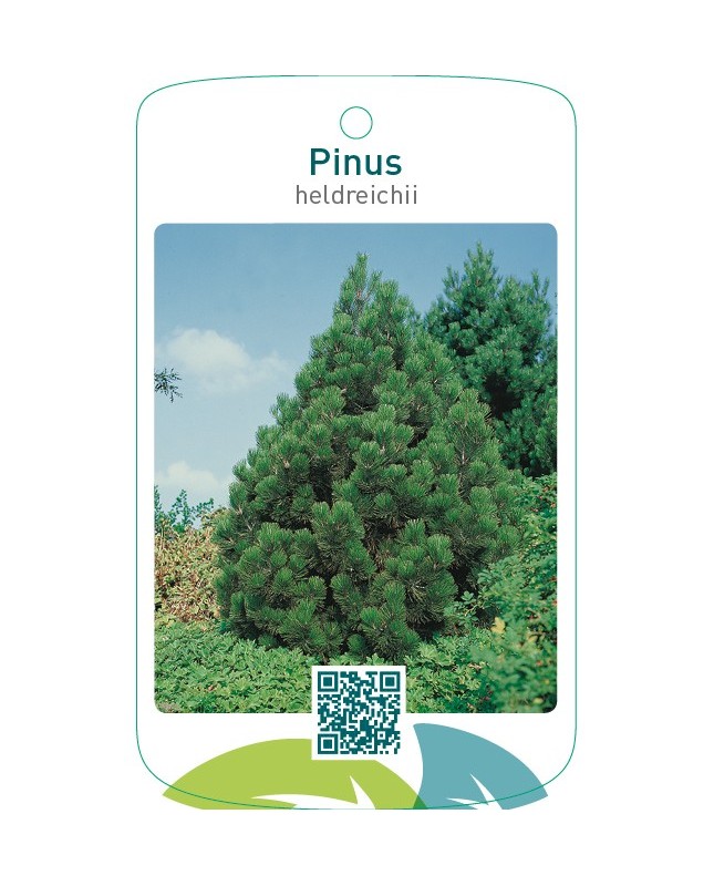 Pinus heldreichii