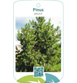 Pinus peuce
