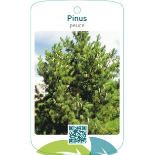 Pinus peuce