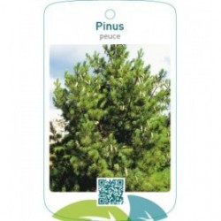 Pinus peuce