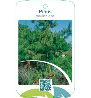 Pinus wallichiana