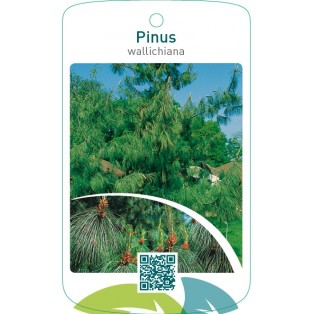 Pinus wallichiana