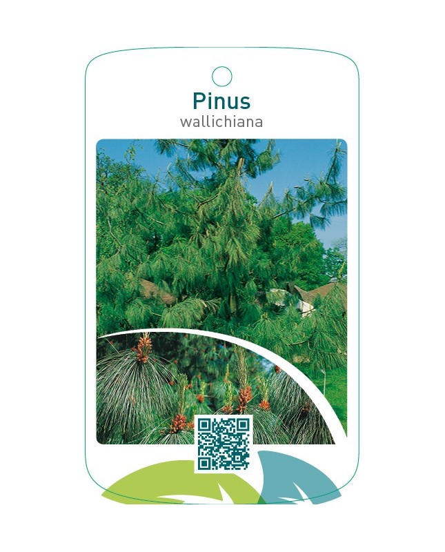 Pinus wallichiana