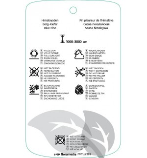 Etichette di Pinus wallichiana *