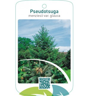 Pseudotsuga menziesii var. glauca