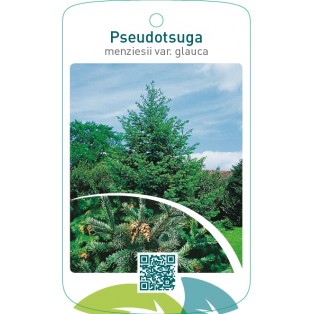 Pseudotsuga menziesii var. glauca