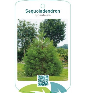 Sequoiadendron giganteum