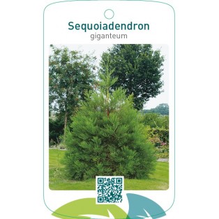 Sequoiadendron giganteum