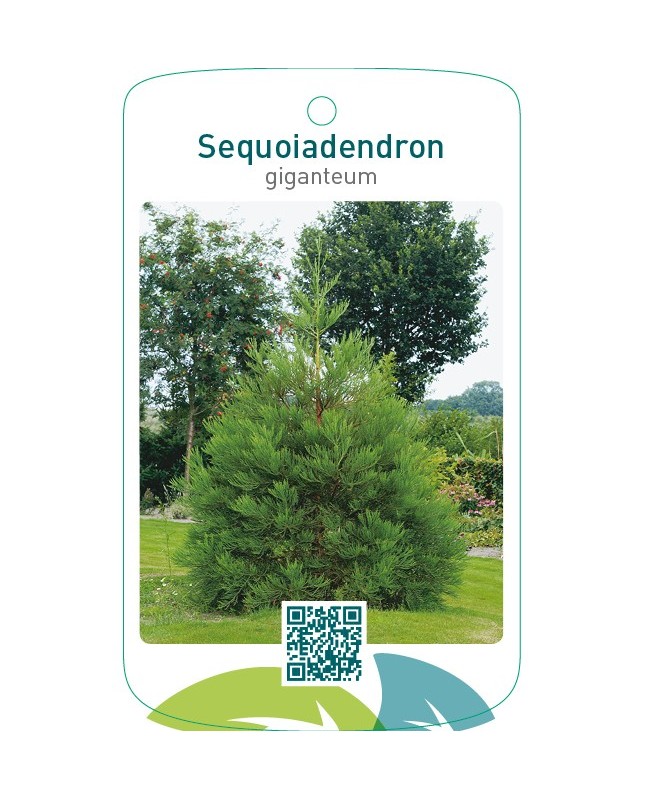 Sequoiadendron giganteum