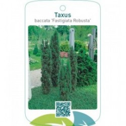 Taxus baccata ‘Fastigiata Robusta’