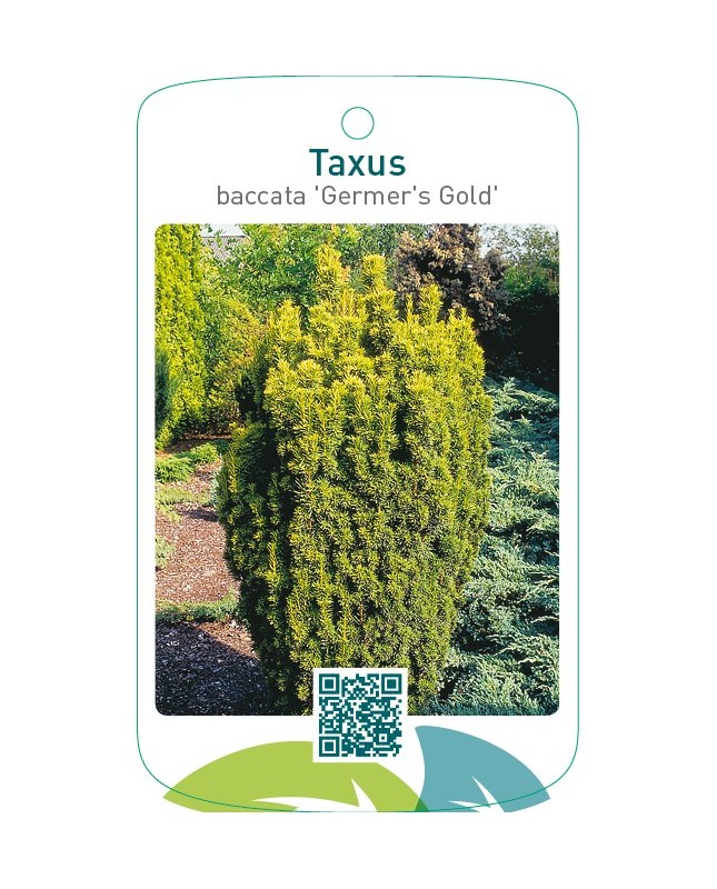 Taxus baccata ‘Germer’s Gold’