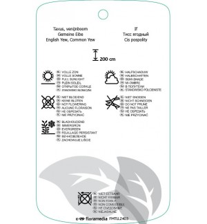 Etichette di Taxus baccata ‘Germer’s Gold’ *