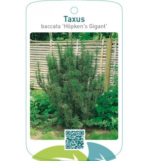 Taxus baccata ‘Höpken’s Gigant’