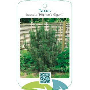 Taxus baccata ‘Höpken’s Gigant’