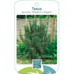 Taxus baccata ‘Höpken’s Gigant’