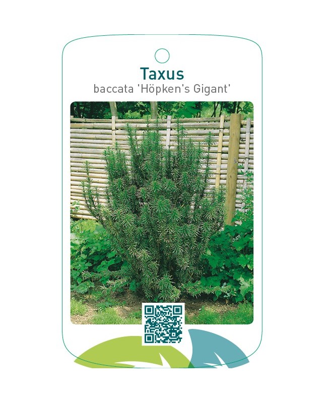 Taxus baccata ‘Höpken’s Gigant’