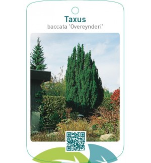 Taxus baccata ‘Overeynderi’