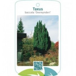 Taxus baccata ‘Overeynderi’