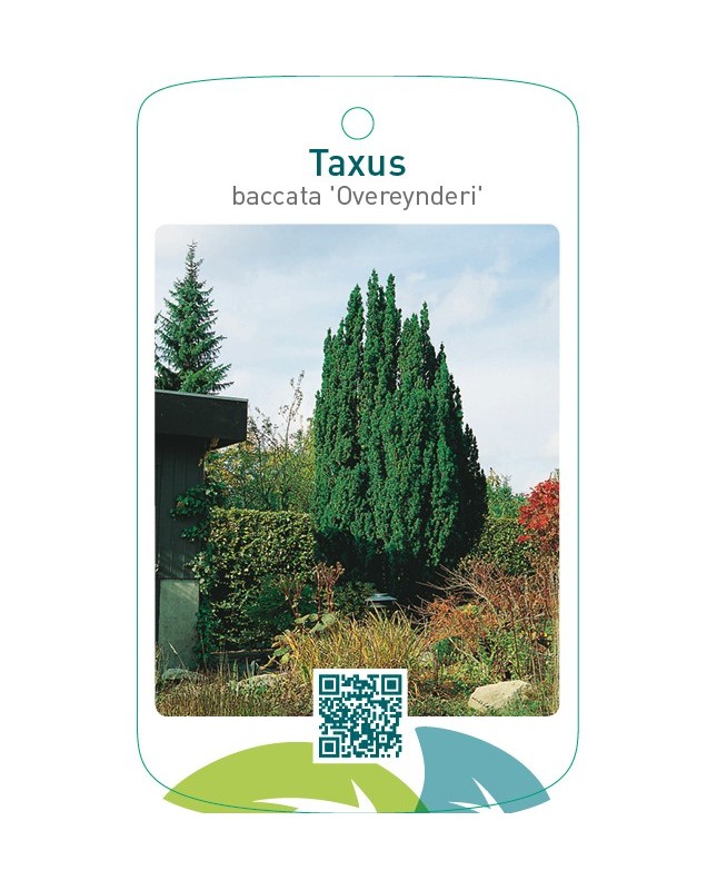 Taxus baccata ‘Overeynderi’