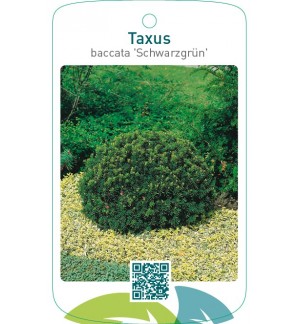 Taxus baccata ‘Schwarzgrün’