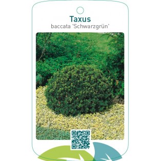 Taxus baccata ‘Schwarzgrün’