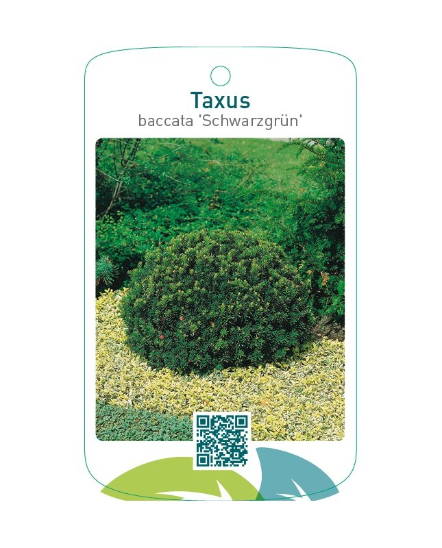 Taxus baccata ‘Schwarzgrün’