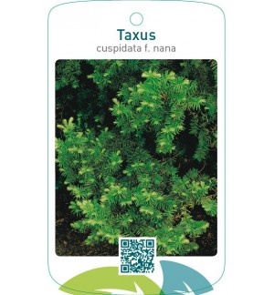 Taxus cuspidata f. nana
