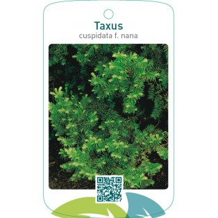 Taxus cuspidata f. nana