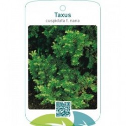 Taxus cuspidata f. nana