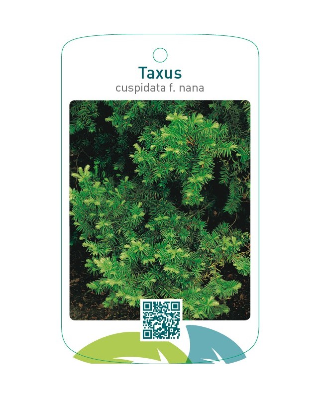 Taxus cuspidata f. nana