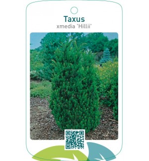Taxus xmedia ‘Hillii’