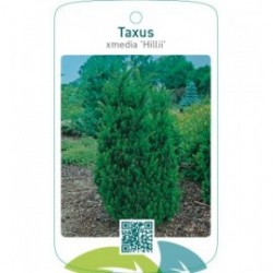 Taxus xmedia ‘Hillii’