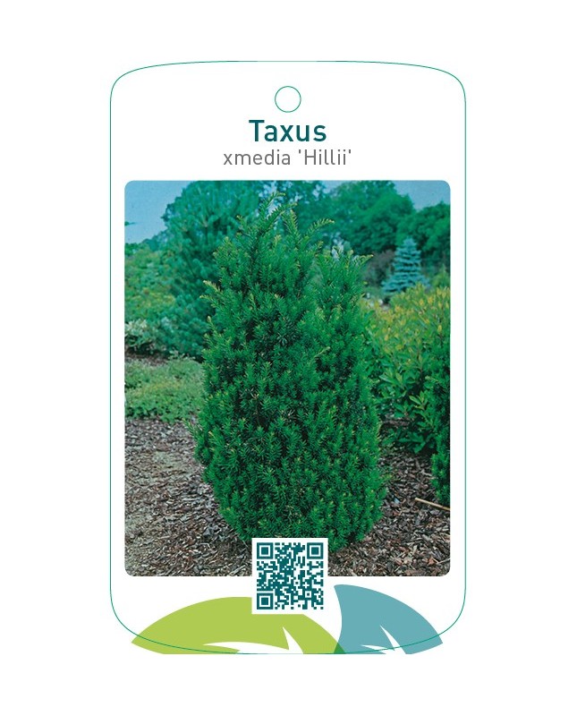 Taxus xmedia ‘Hillii’