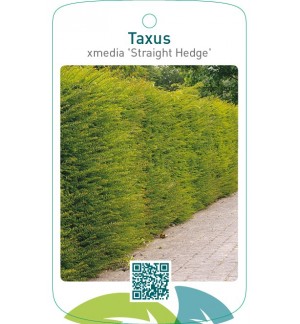 Taxus xmedia ‘Straight Hedge’