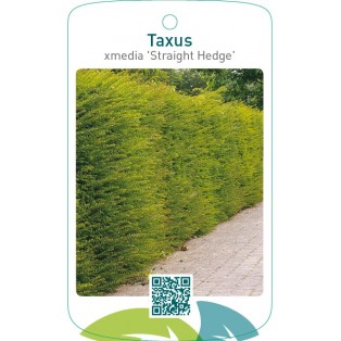 Taxus xmedia ‘Straight Hedge’