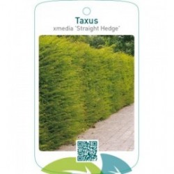 Taxus xmedia ‘Straight Hedge’