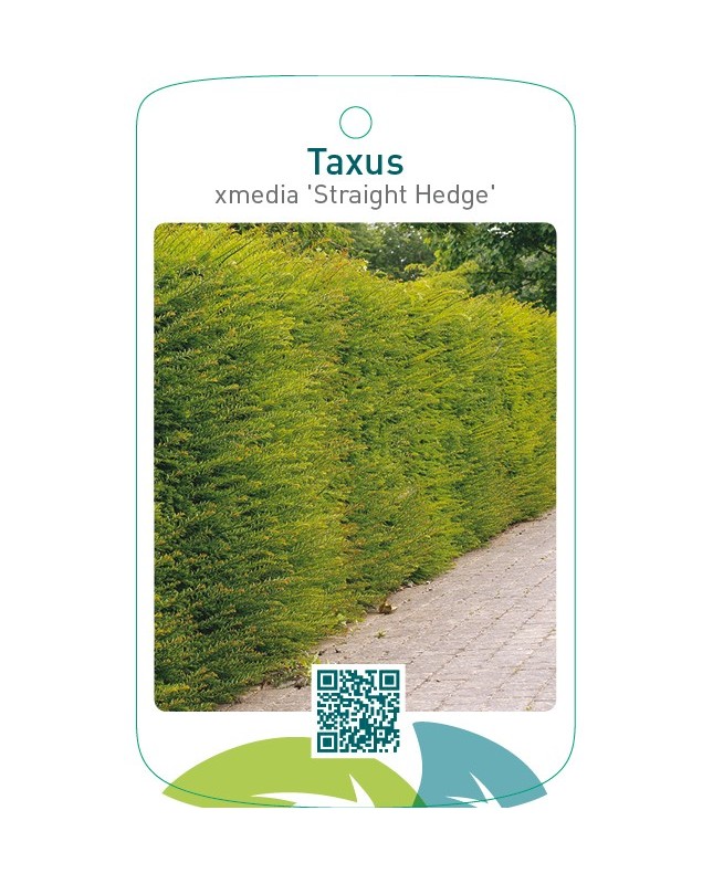 Taxus xmedia ‘Straight Hedge’