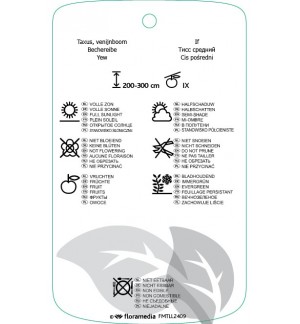 Etichette di Taxus xmedia ‘Straight Hedge’ *