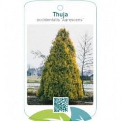 Thuja occidentalis ‘Aurescens’