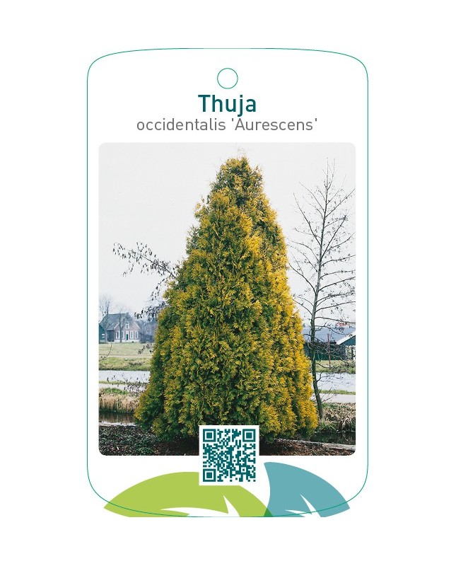 Thuja occidentalis ‘Aurescens’