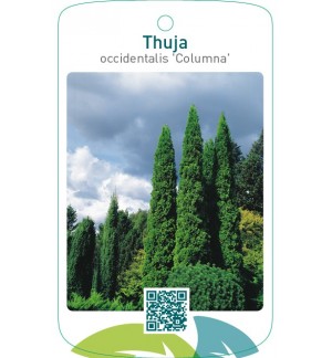 Thuja occidentalis ‘Columna’