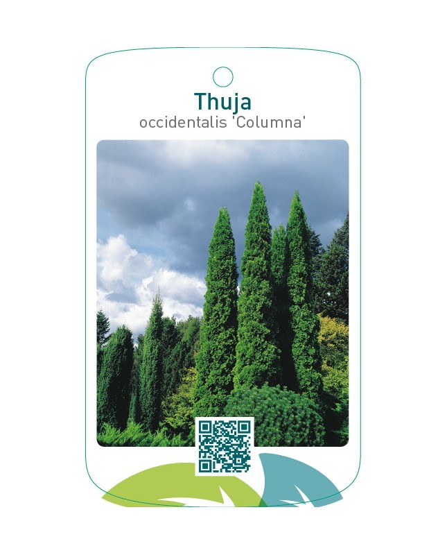 Thuja occidentalis ‘Columna’