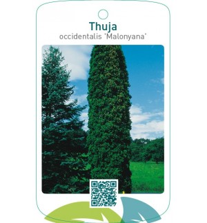 Thuja occidentalis ‘Malonyana’