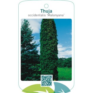 Thuja occidentalis ‘Malonyana’