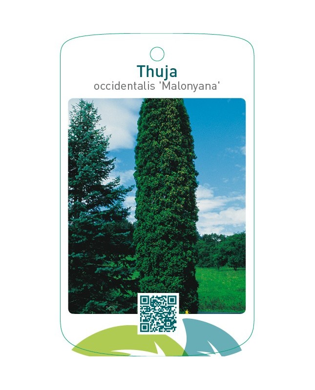 Thuja occidentalis ‘Malonyana’