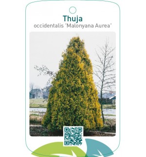 Thuja occidentalis ‘Malonyana Aurea’